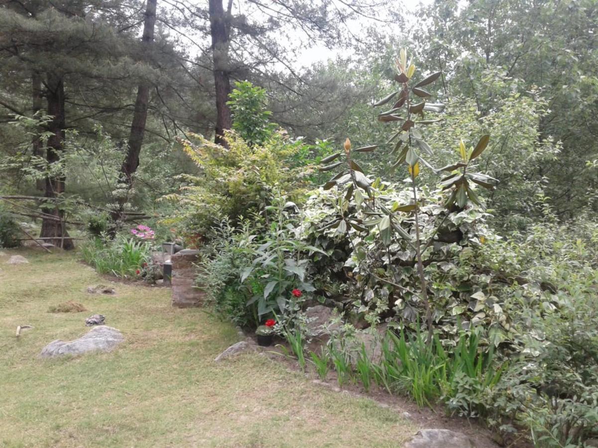 Tall Trees Resort - Manali (Himachal Pradesh) — Photos 3